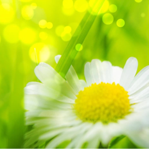 香蕉视频黄网站
