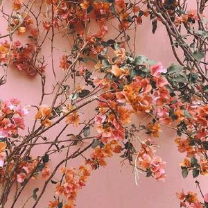 香蕉视频黄网站
